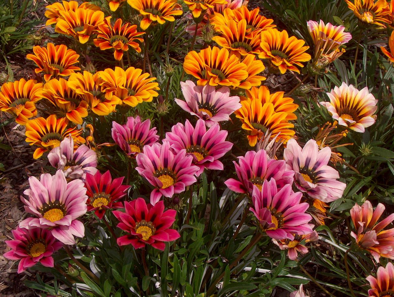 Gazania hybrids  / Gazania