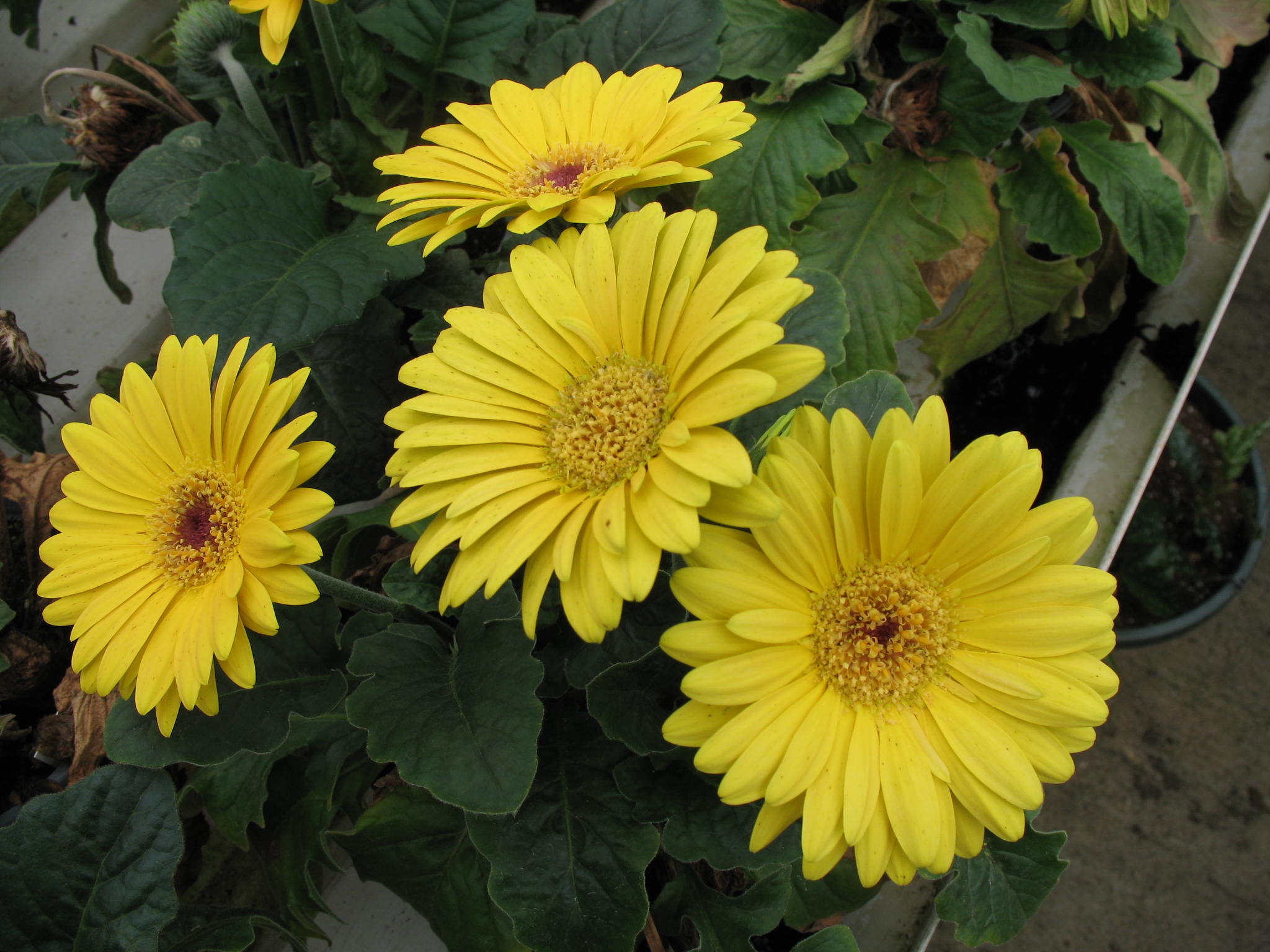 Gerbera jamesonii 'Revolution'   / Revolution Gerbera Daisy