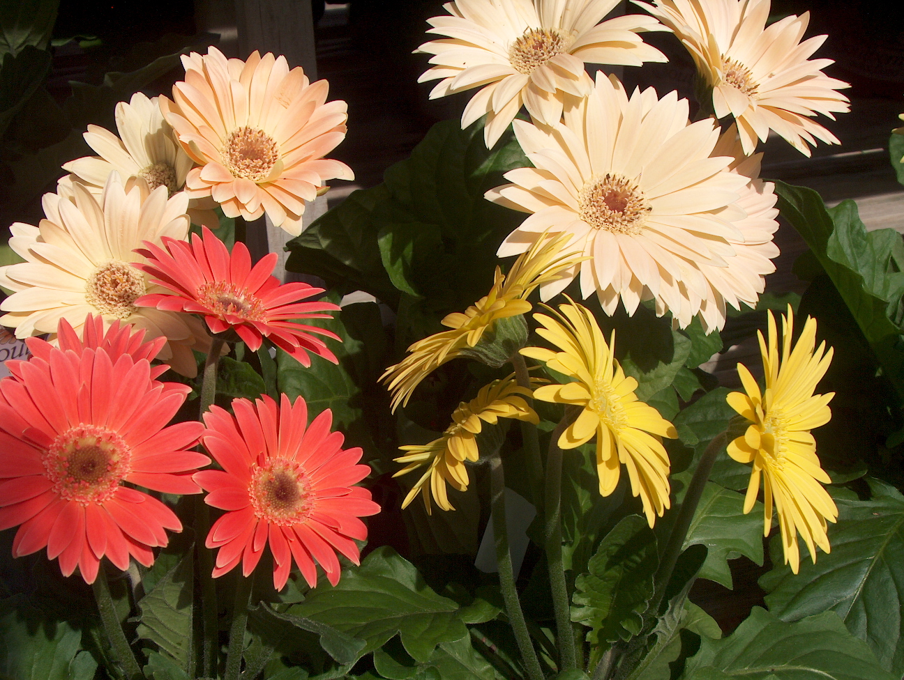 Gerbera jamesonii / Gerbera jamesonii