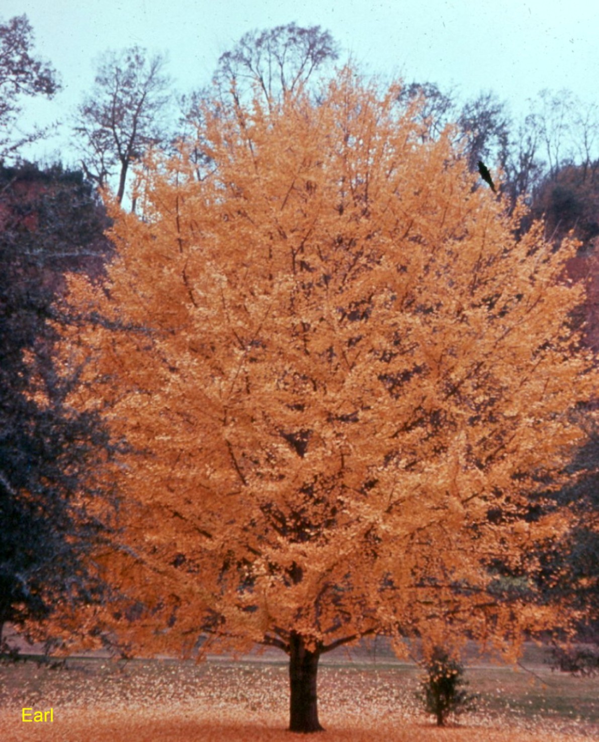 Ginkgo biloba / Ginkgo