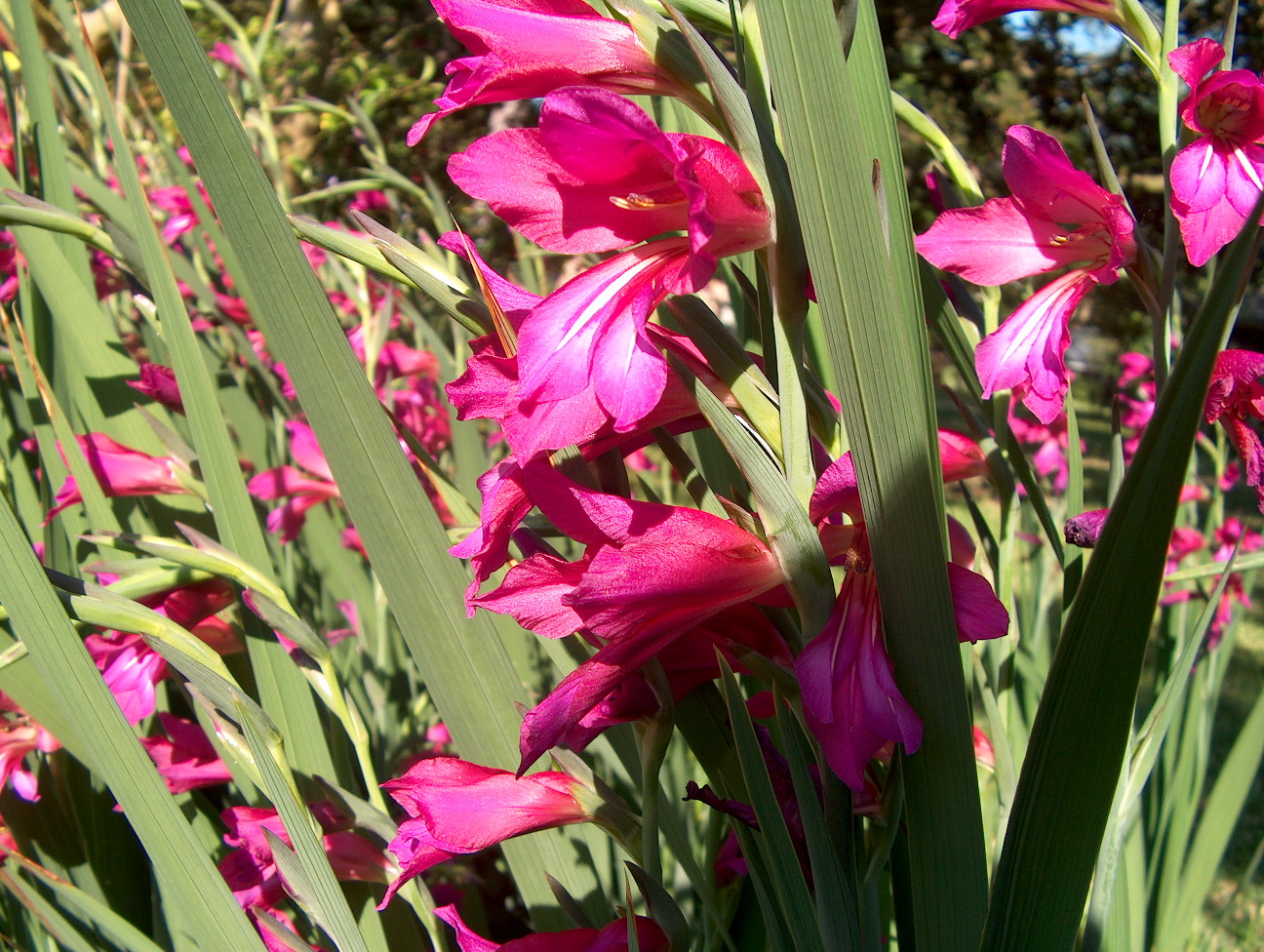 Gladiolus byzantinus  / Gladiolus byzantinus 