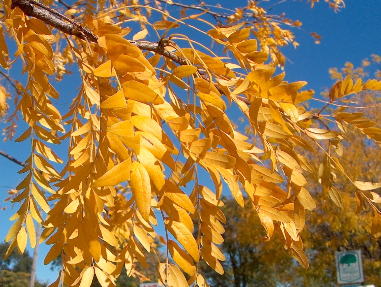 Gleditsia triacanthos 'Inermis'   / Inermis Thornless Honeylocust