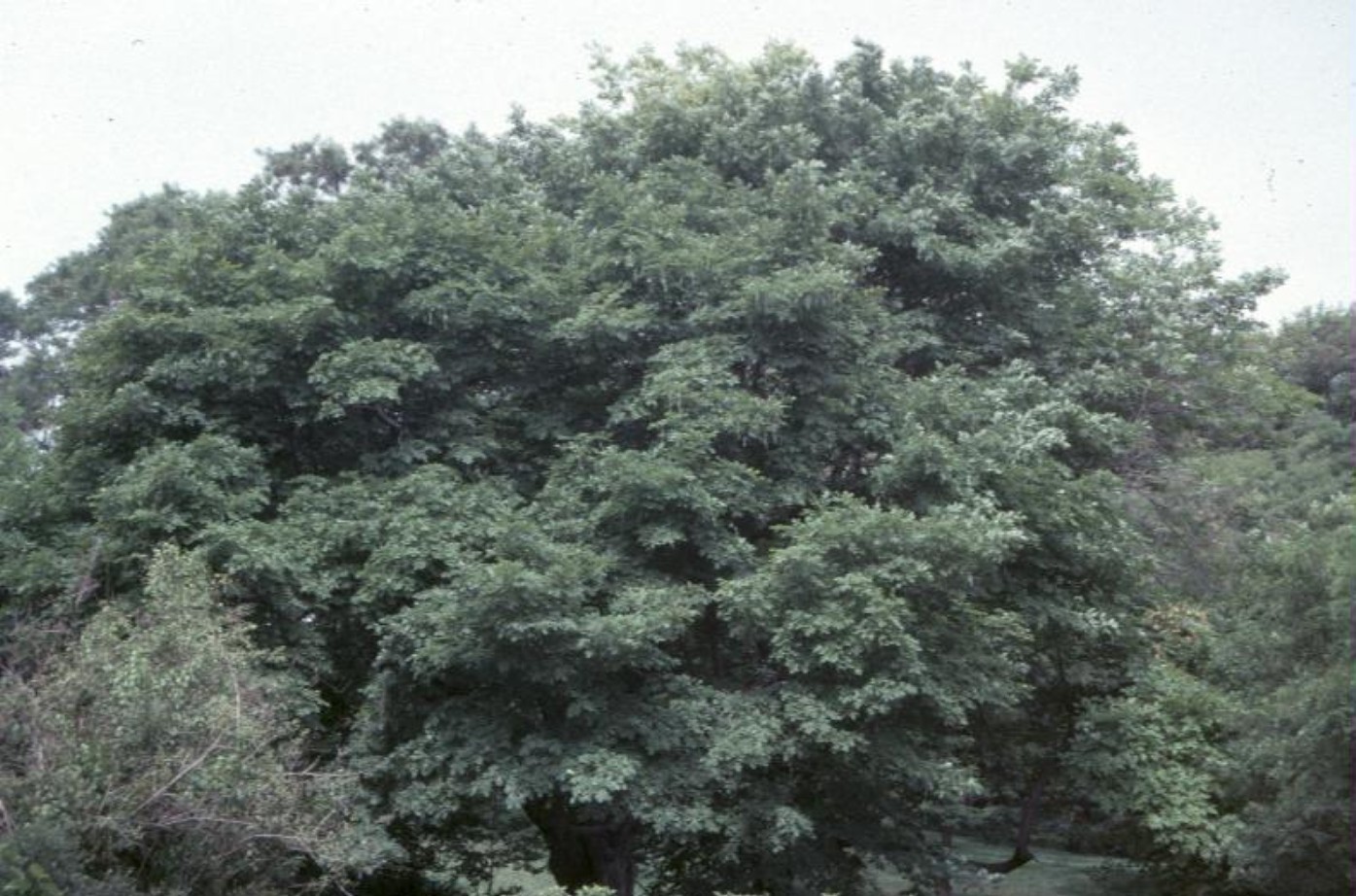 Gleditsia triacanthos 'Moraine' / Gleditsia triacanthos 'Moraine'
