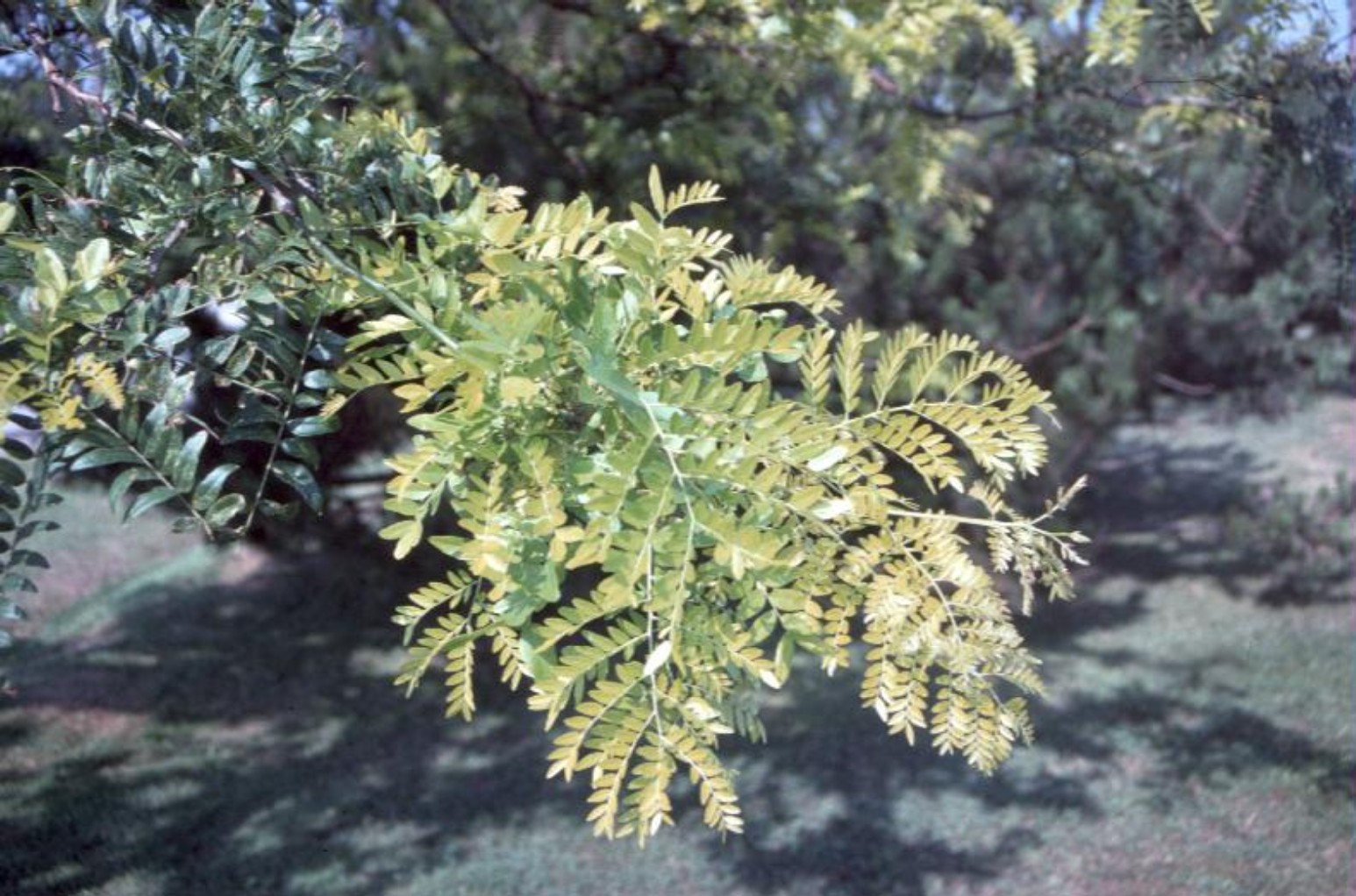 Gleditsia triacanthos 'Sunburst'   / Gleditsia triacanthos 'Sunburst'  