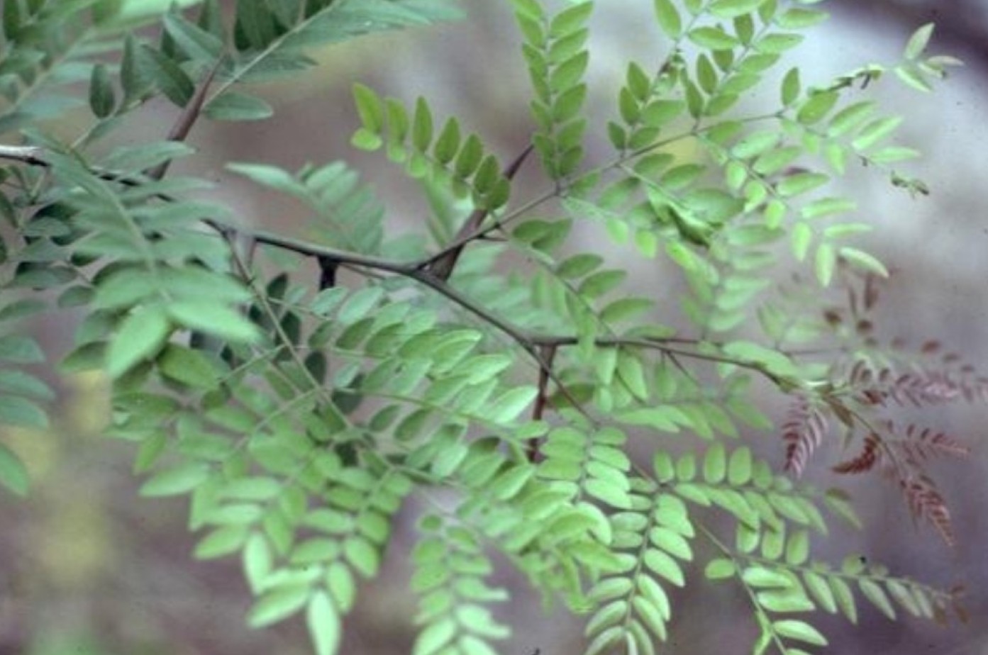 Gleditsia triacanthos / Honeylocust