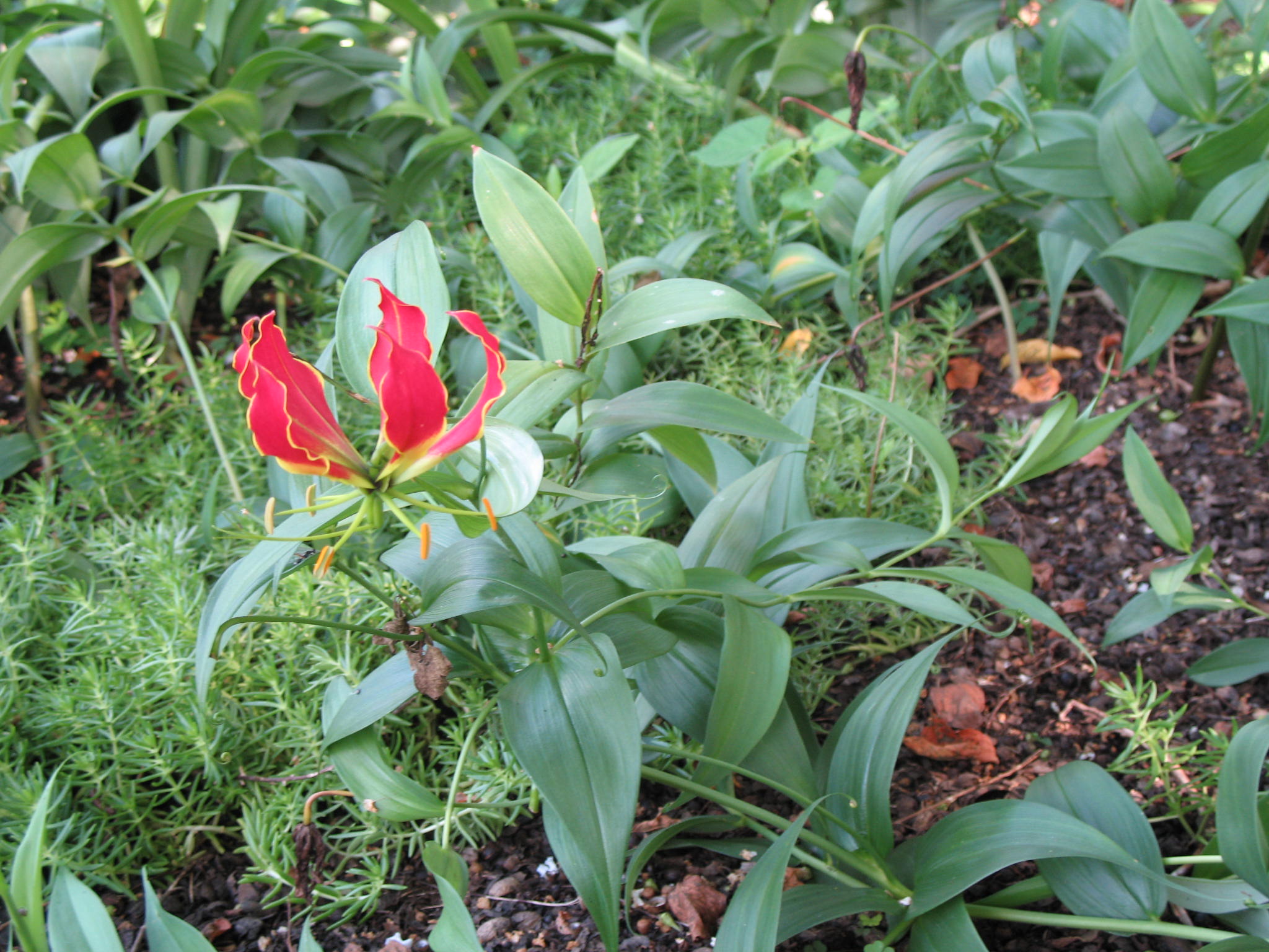 Gloriosa superba 'Rothschildiana'  / Gloriosa superba 'Rothschildiana' 