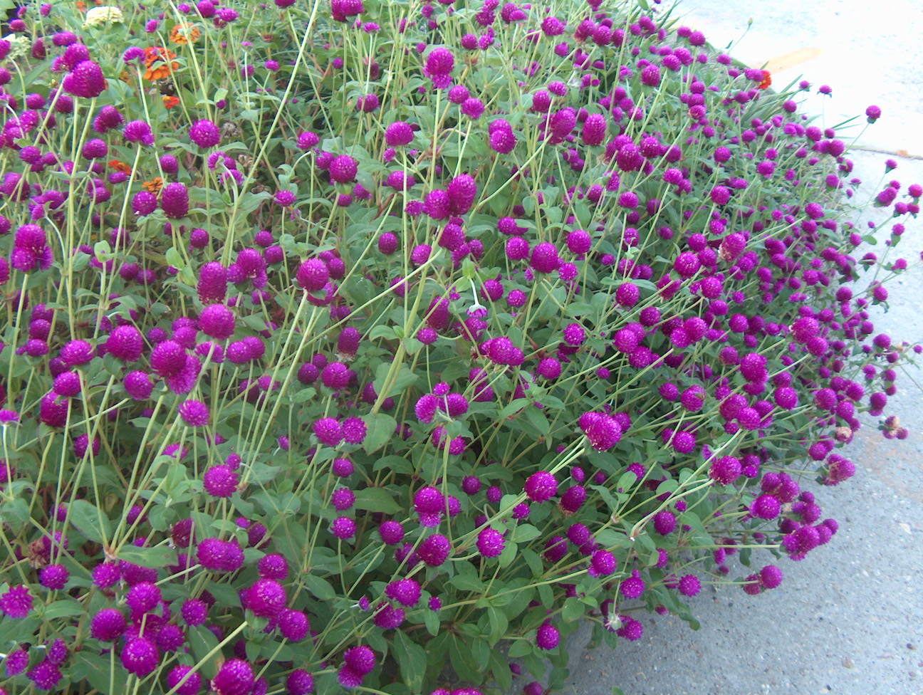 Gomphrena globosa / Globe Amaranth