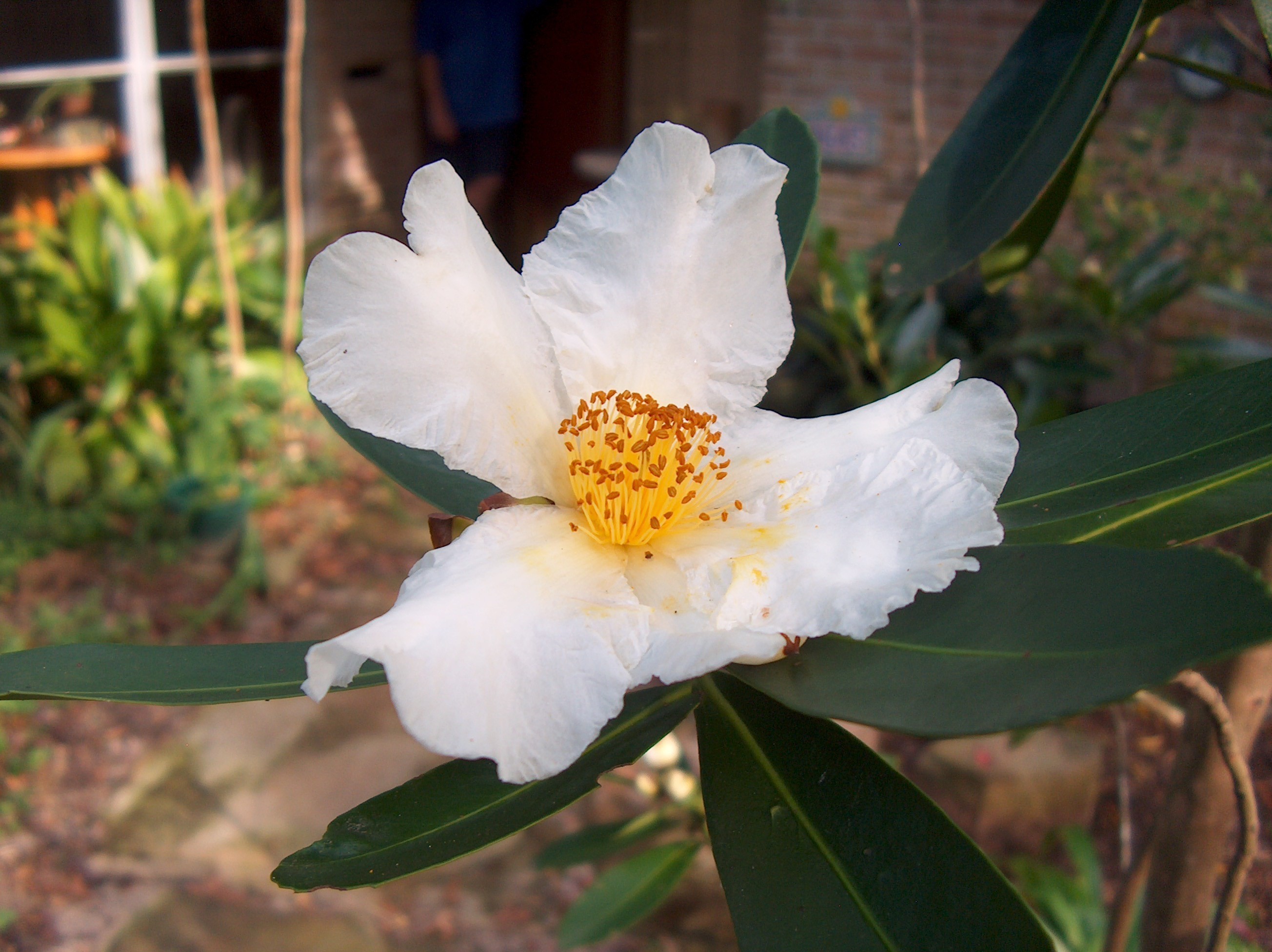 Gordonia axillaris / Gordonia axillaris