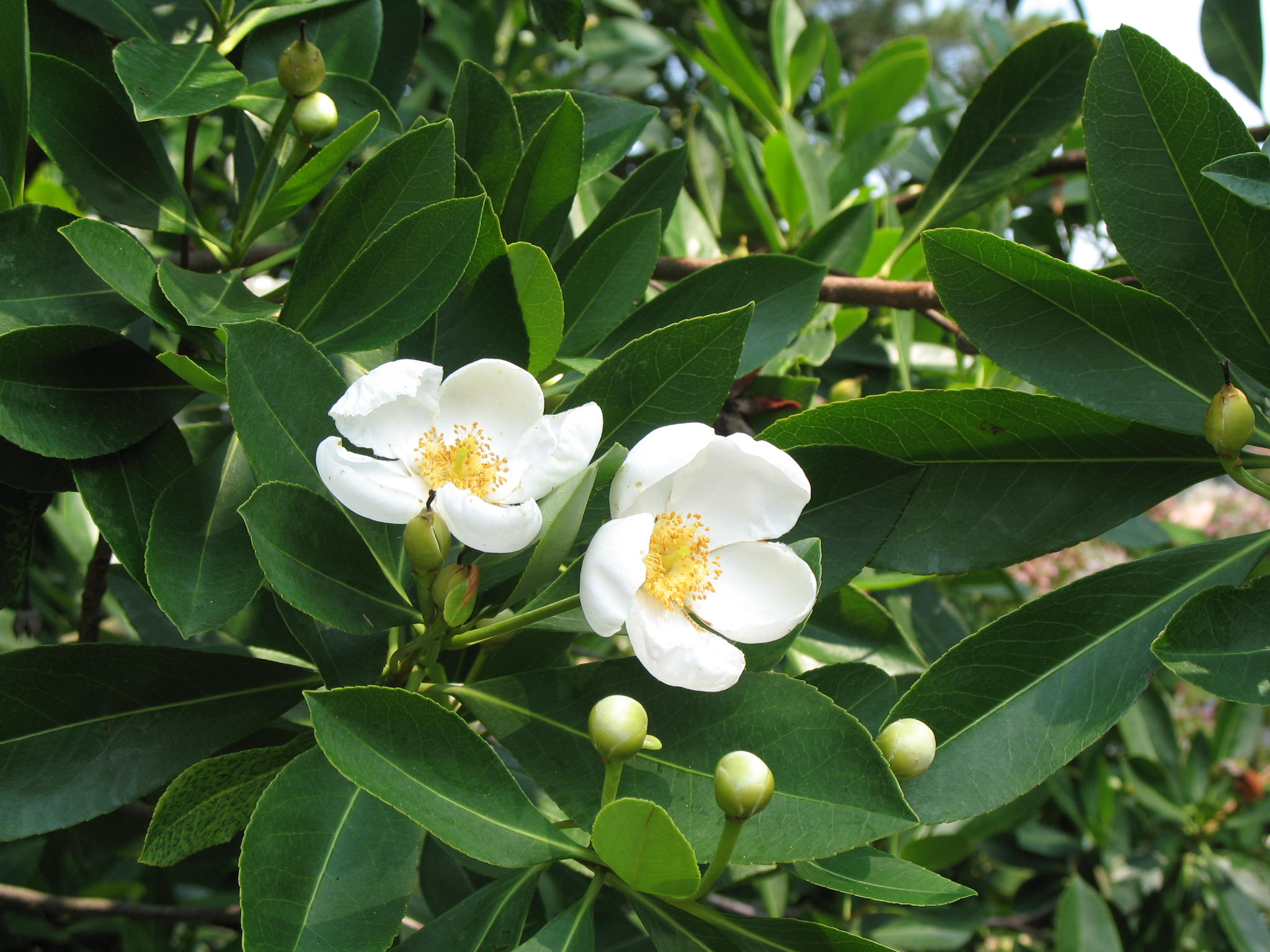 Gordonia lasianthus / Gordonia