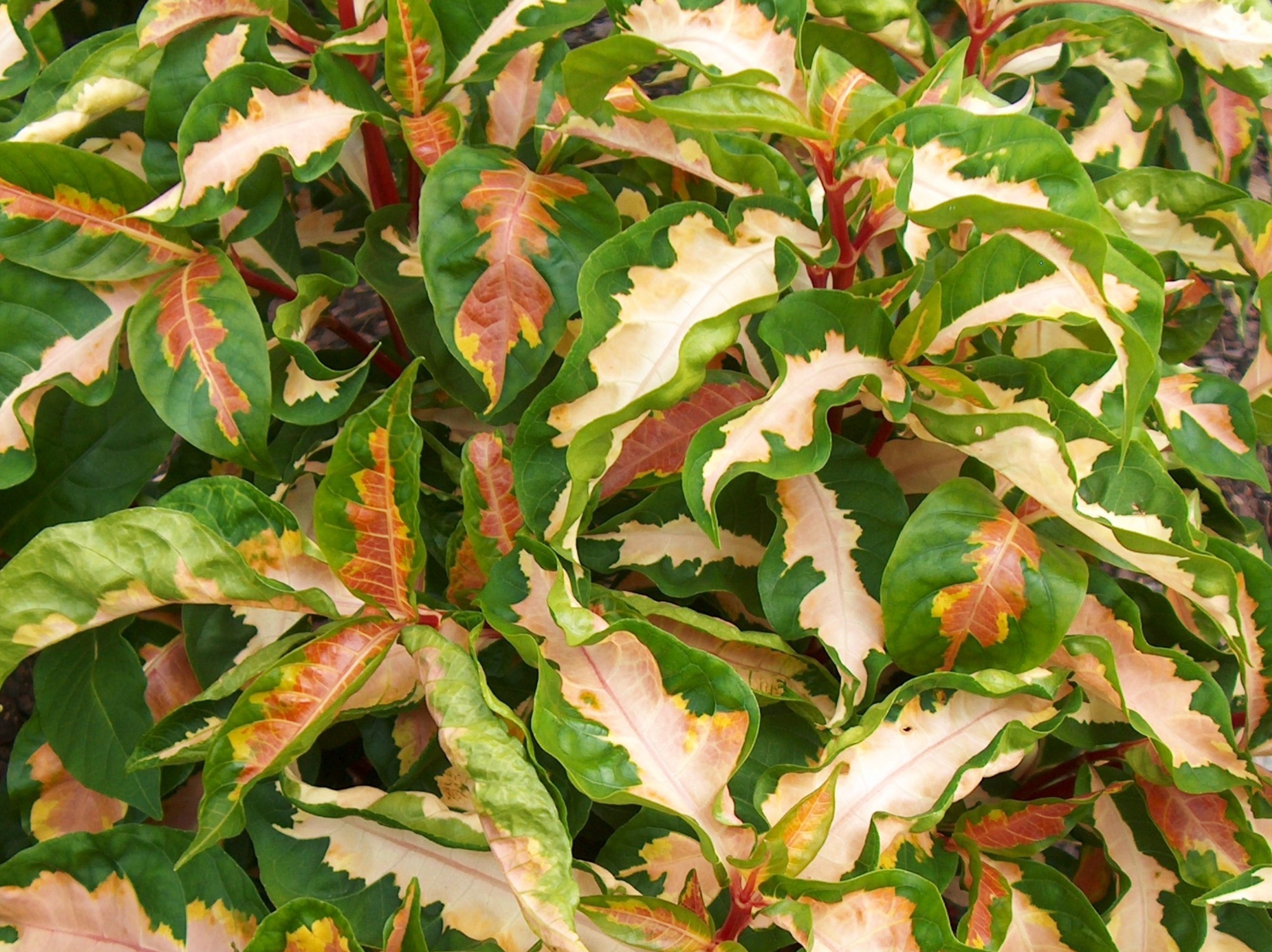 Graptophyllum pictum 'Tricolor'    / Tricolor Caricature Plant