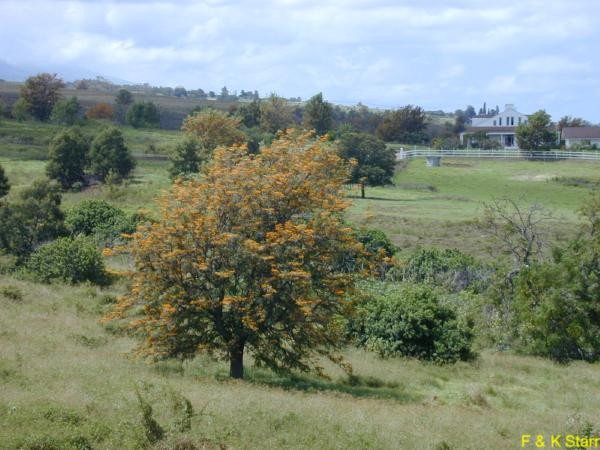 Grevillea robusta  / Grevillea robusta 