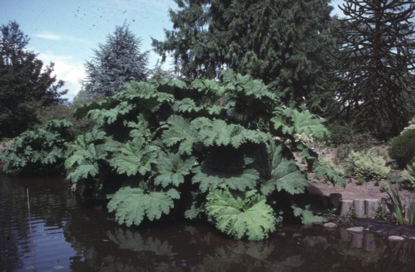 Gunnera manicata  / Gunnera manicata 