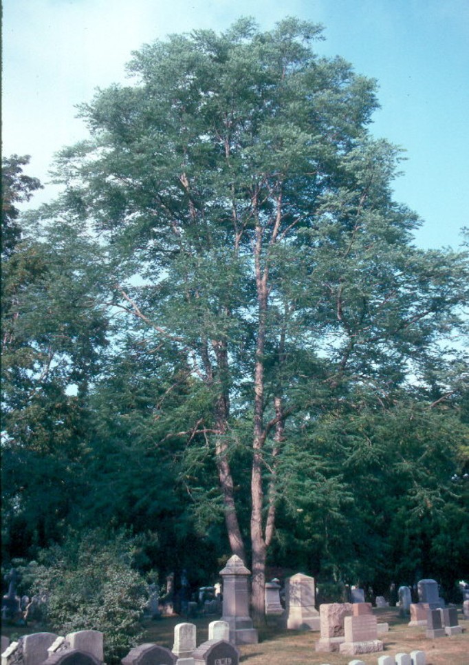 Gymnocladus dioicus  / Kentucky Coffeetree