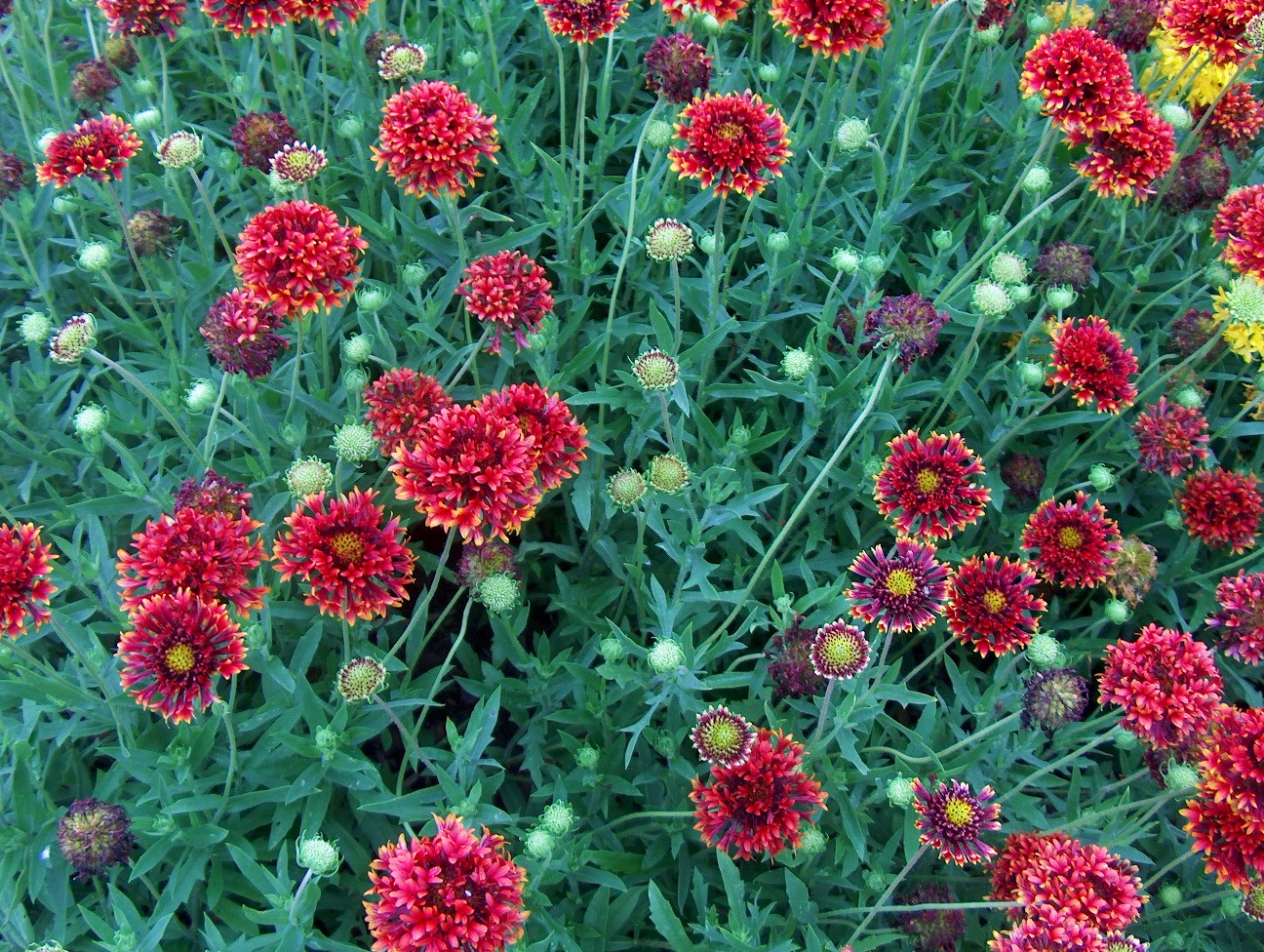 Gaillardia pulchella 'Torch Red Ember'   / Torch Red Ember Blanket Flower