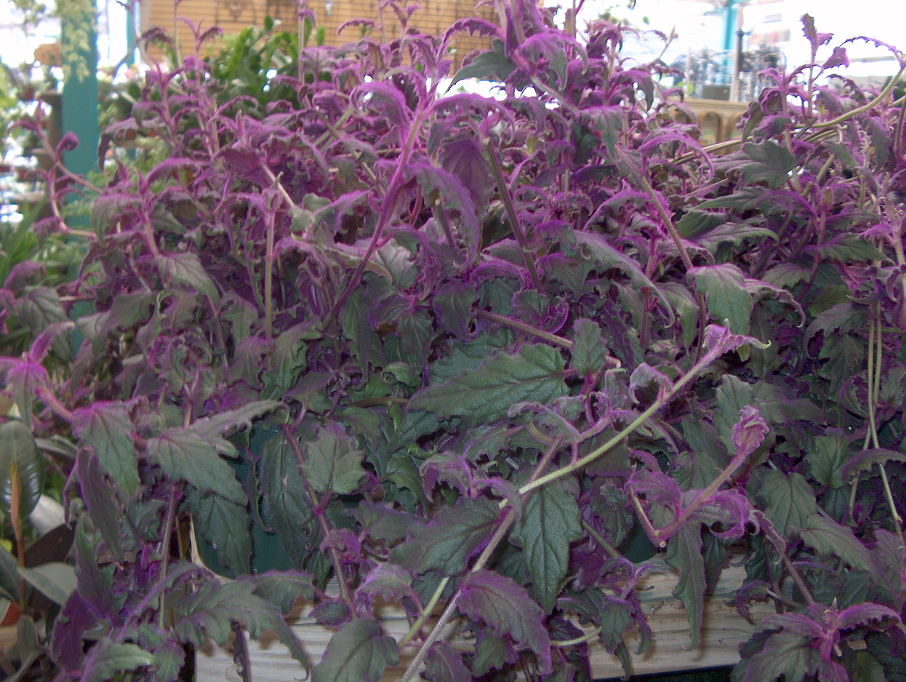 Gynura aurantiaca cv. 'Purple Passion' / Purple Passion Vine