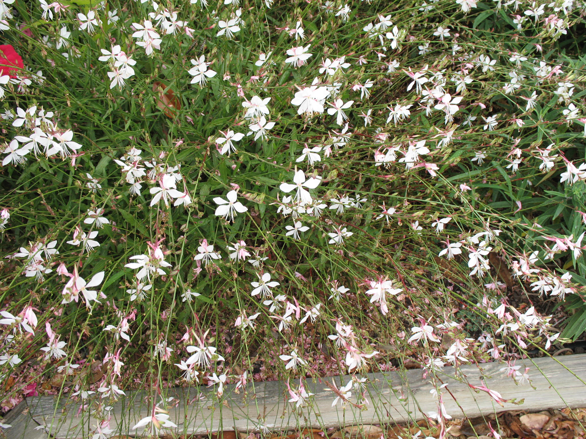 Gaura lindheimeri / Gaura lindheimeri