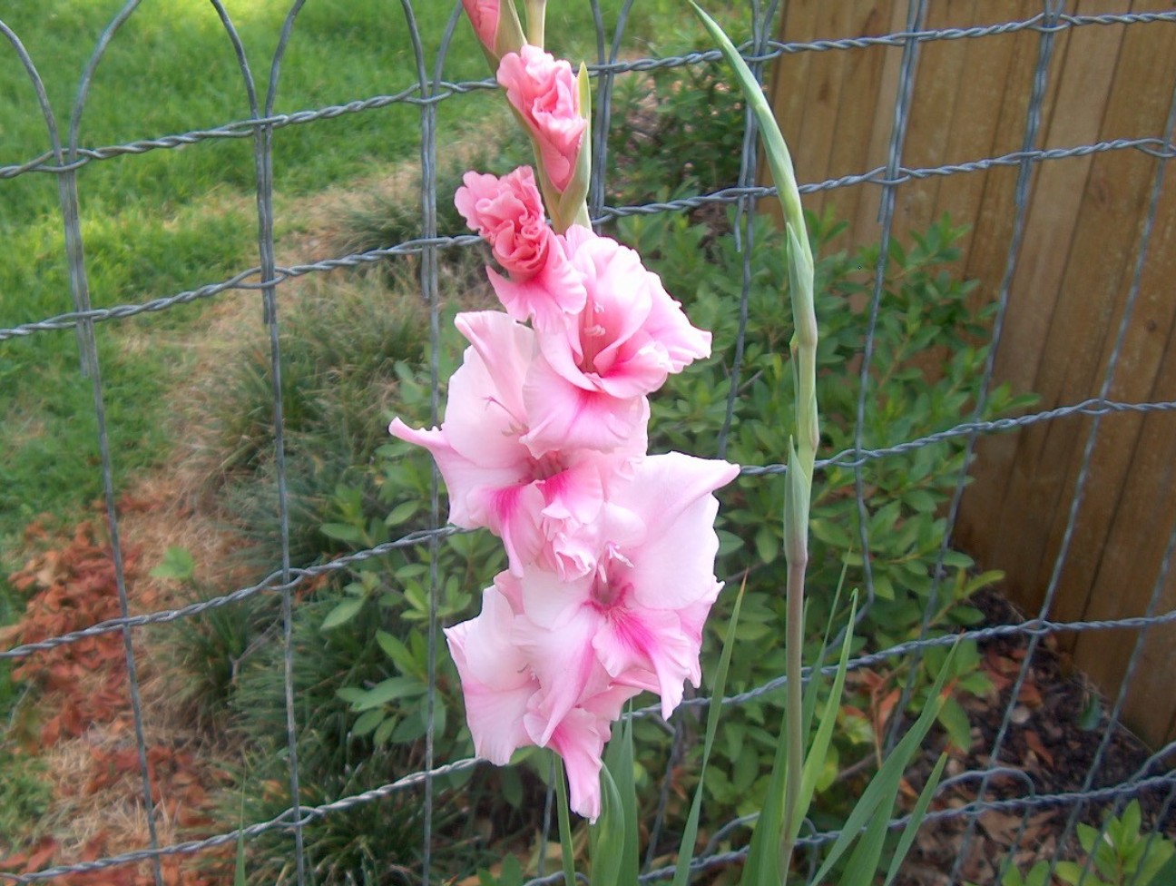 Gladiolus x hotulanus / Gladiolus x hotulanus