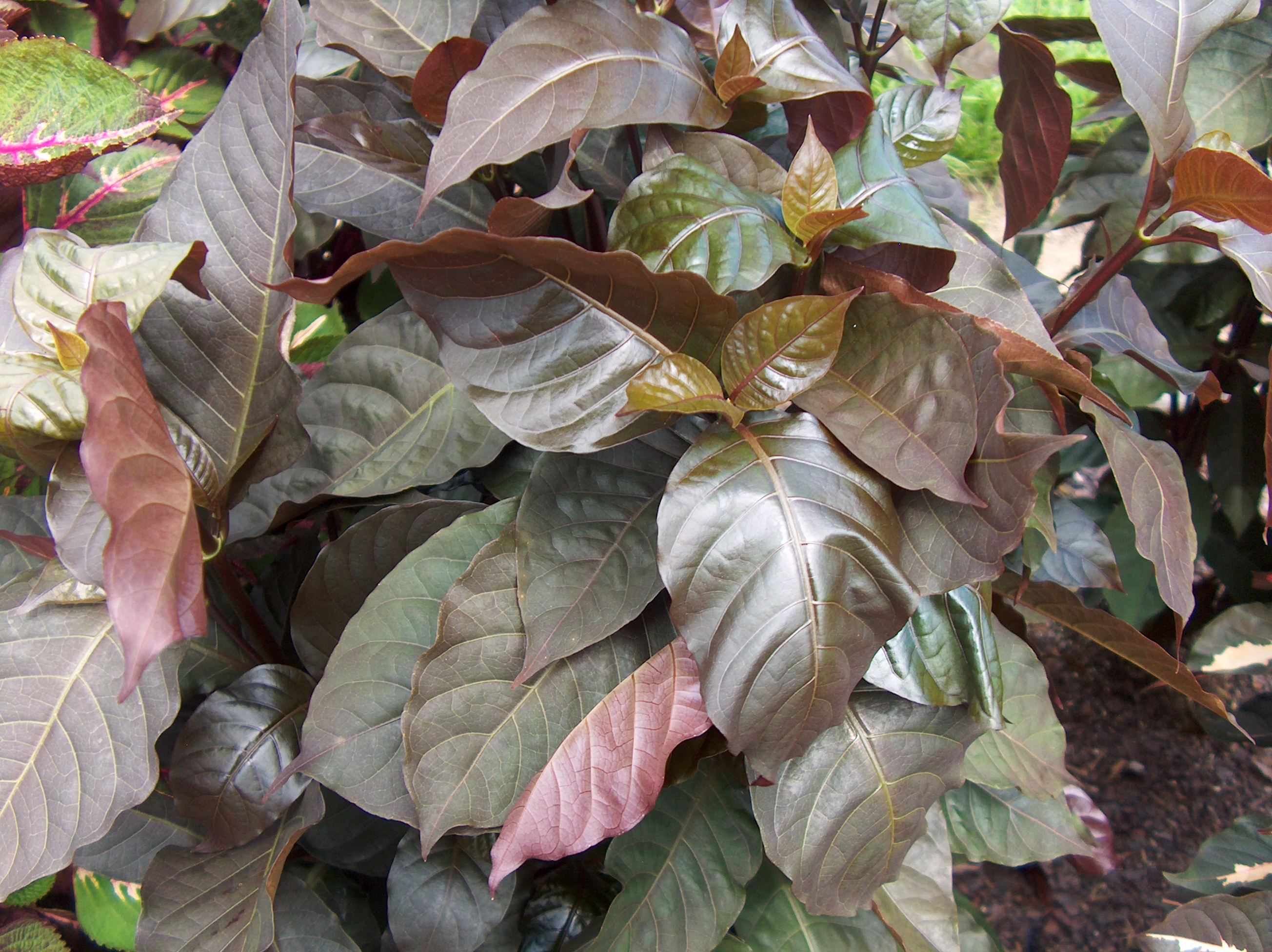 Graptophyllum pictum 'Black Beauty'   / Graptophyllum pictum 'Black Beauty'  