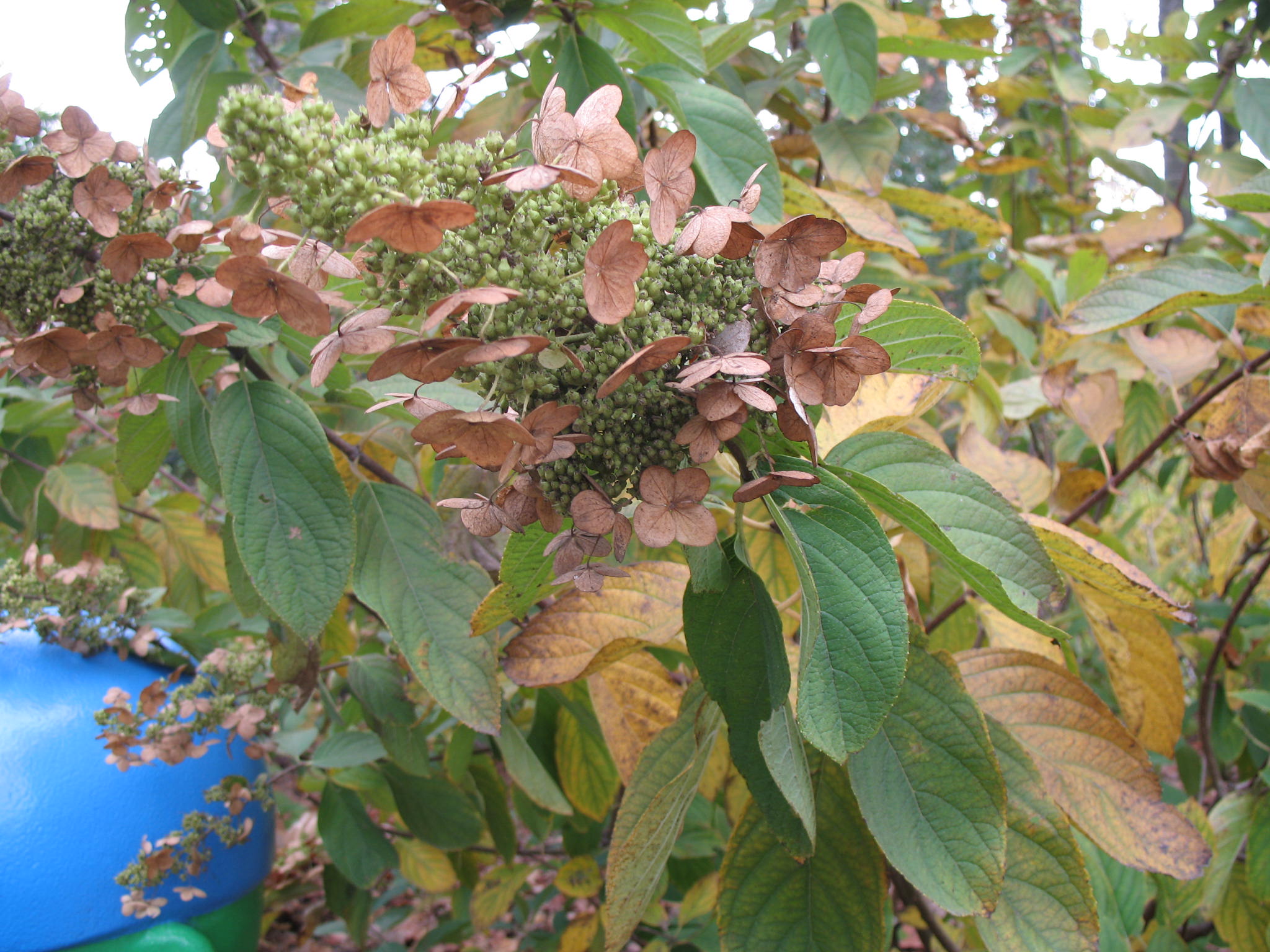 Hydrangea paniculata 'Tardiva'   / Hydrangea paniculata 'Tardiva'  