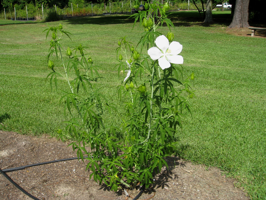 Hibiscus coccineus 'Alba' / Hibiscus coccineus 'Alba'