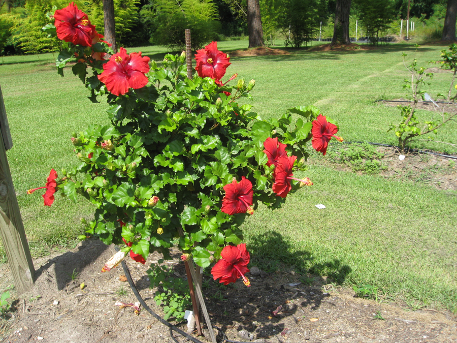 Hibiscus rosa-sinensis 'Hoochie Coochie' / Hoochie Coochie Hibiscus