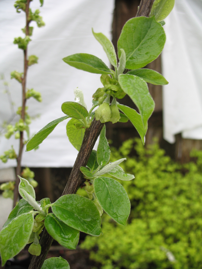 Halesia carolina / Halesia carolina