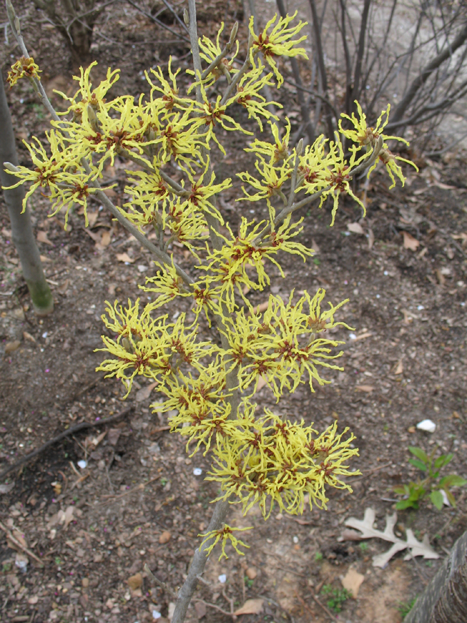 Hamamelis x intermedia 'Arnold Promise' / Hamamelis x intermedia 'Arnold Promise'