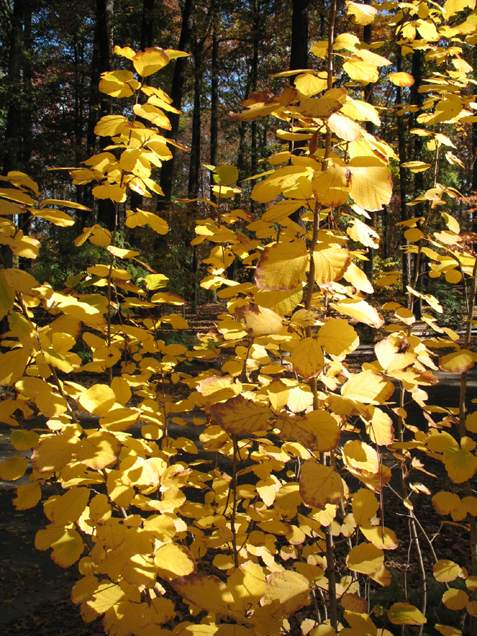 Hamamelis x intermedia 'Pallida' / Witch Hazel