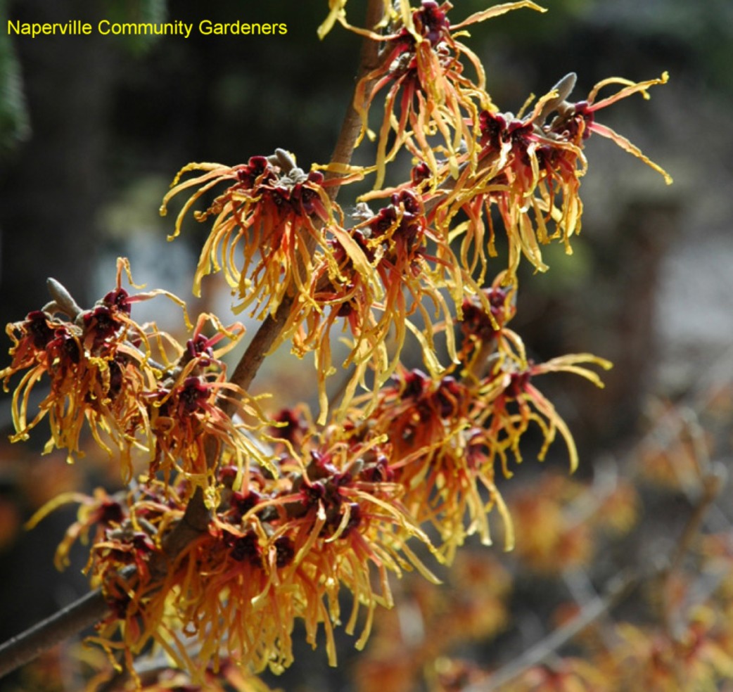 Hamamelis x intermedia 'Jelena' / Hamamelis x intermedia 'Jelena'