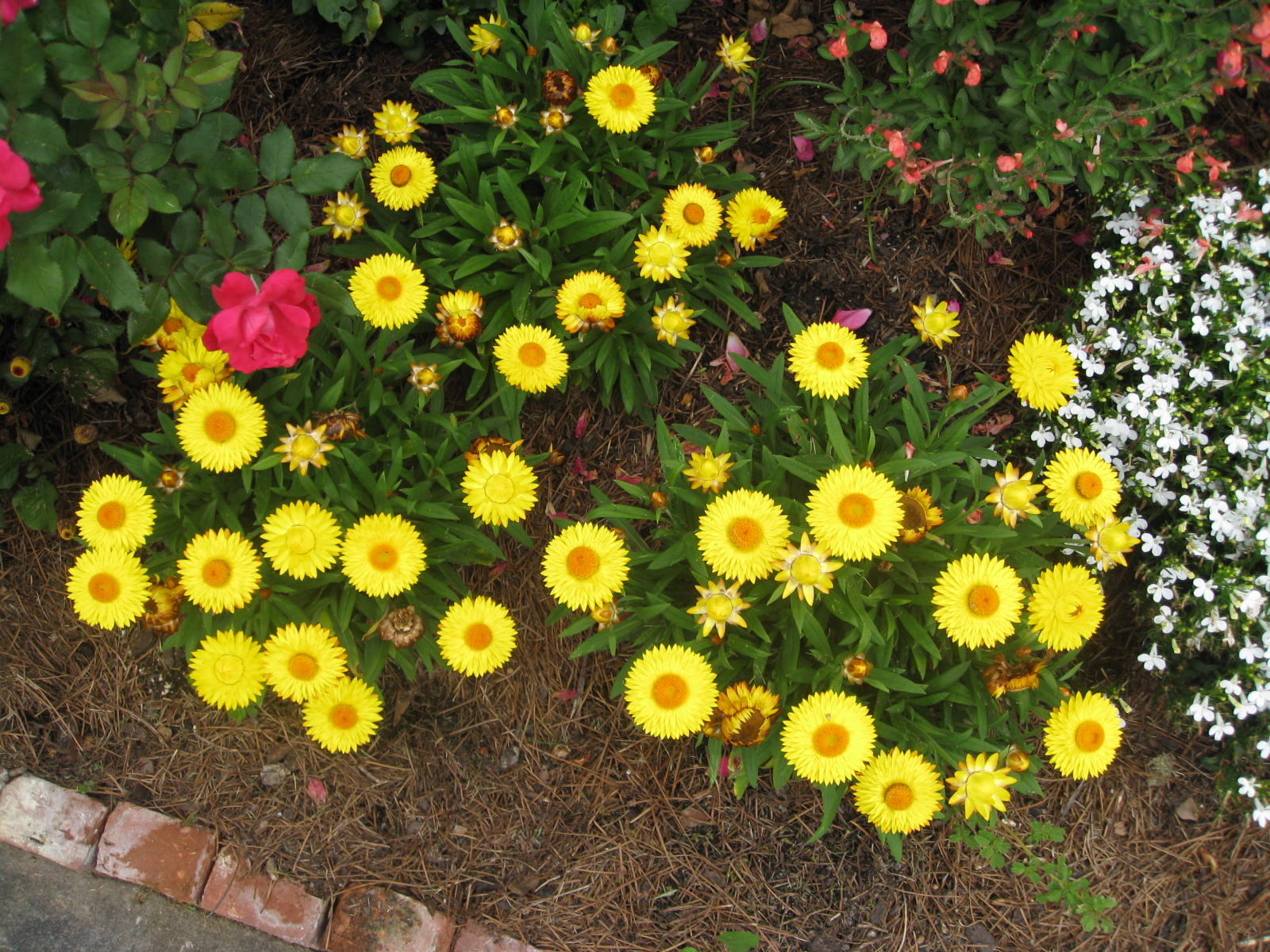 Helichrysum bracteatum / Strawflowers