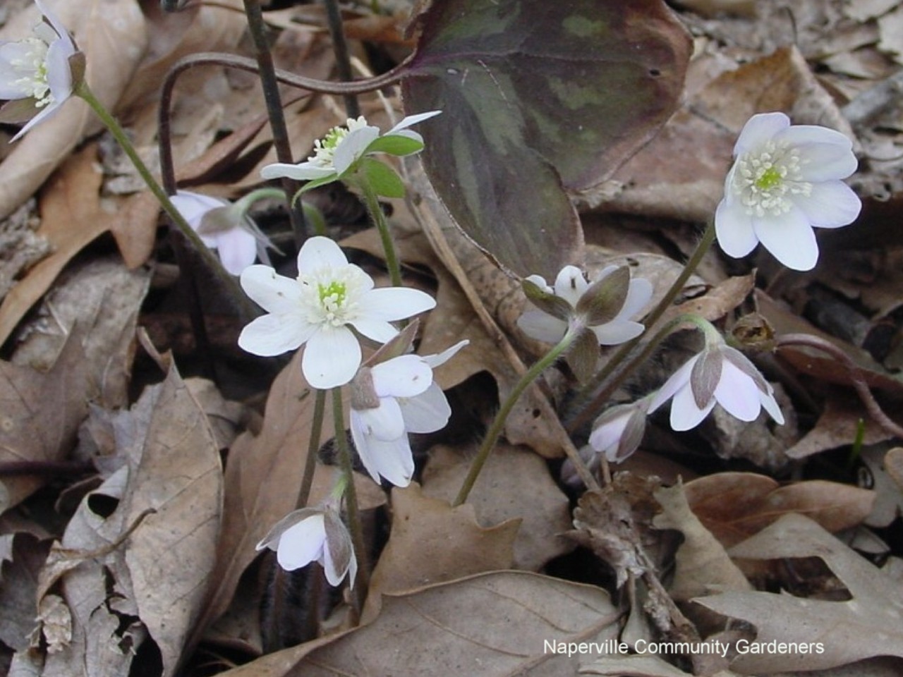 Hepatica americana / Hepatica americana