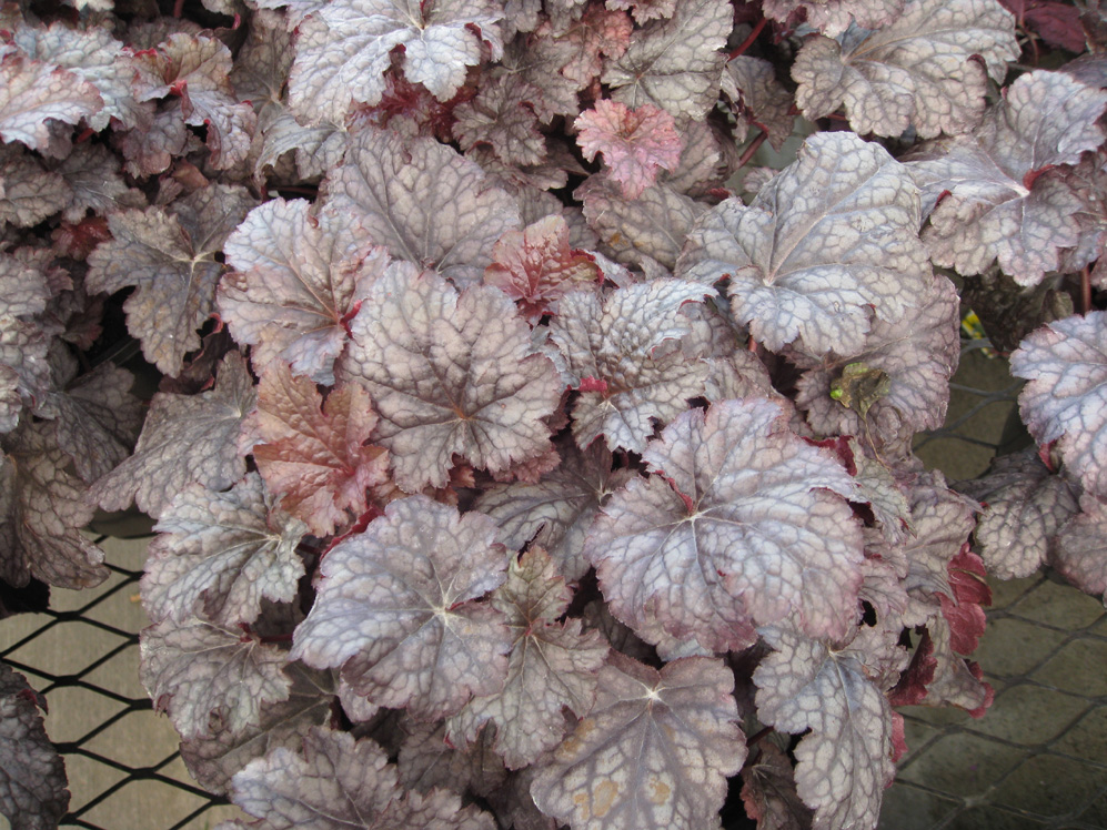 Heuchera 'Plum Pudding' / Heuchera 'Plum Pudding'