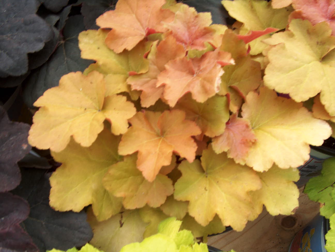 Heuchera x villosa 'Caramel' / Caramel Coral Bells, Caramel Heuchera