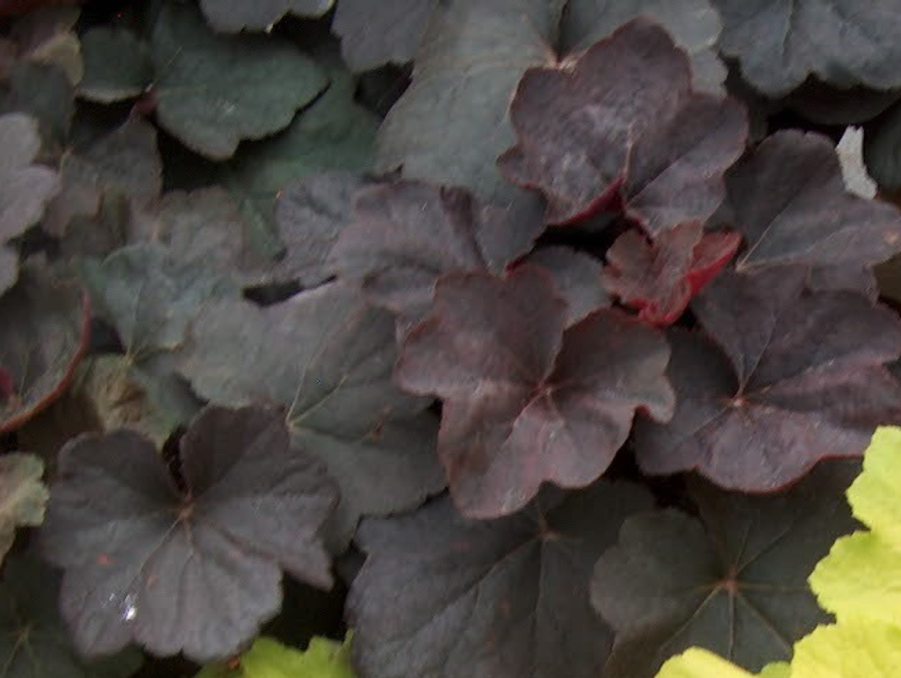 Heuchera x villosa 'Chocolate Ruffles' / Heuchera x villosa 'Chocolate Ruffles'