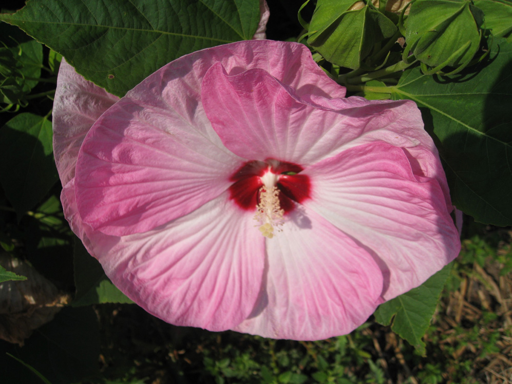 Hibiscus moscheutos 'Luna Pink Swirl' / Luna Pink Swirl Mallow