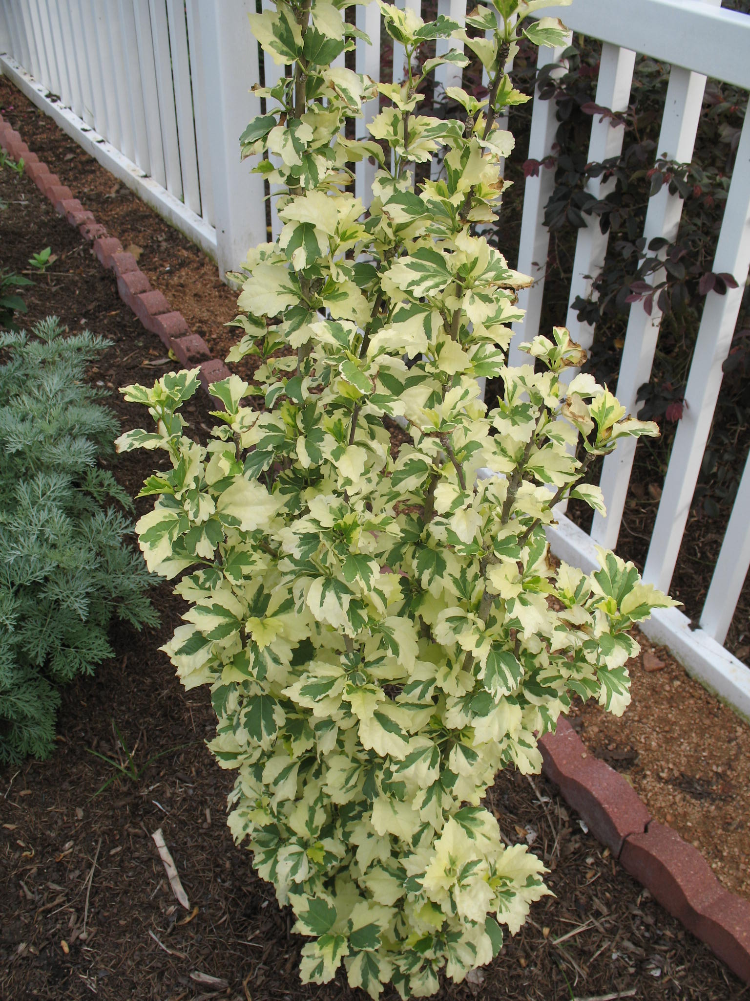 Hibiscus syriacus 'Variegata'  / Hibiscus syriacus 'Variegata' 