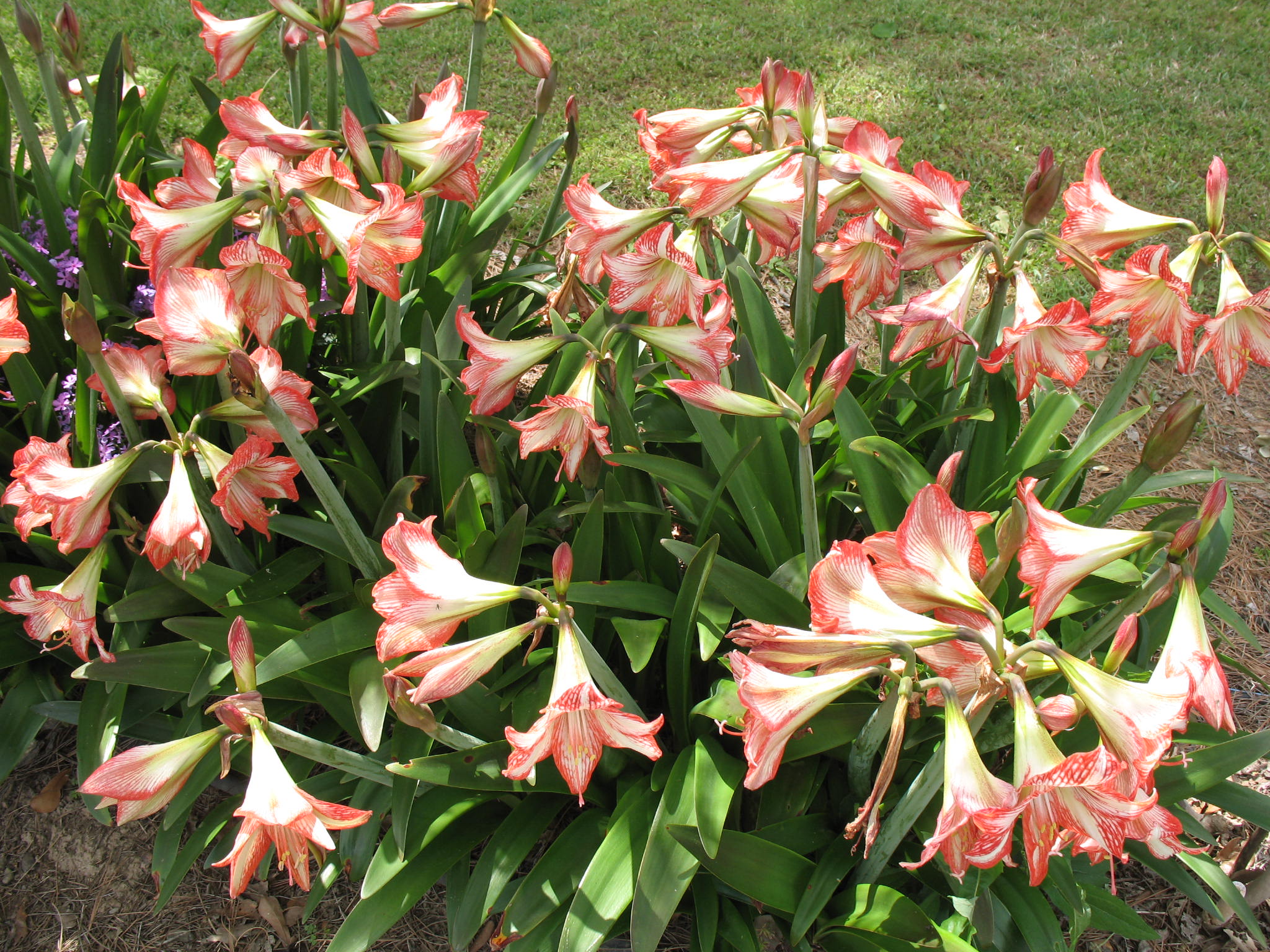 Hippeastrum 'Minerva' / Minerva Amaryllis