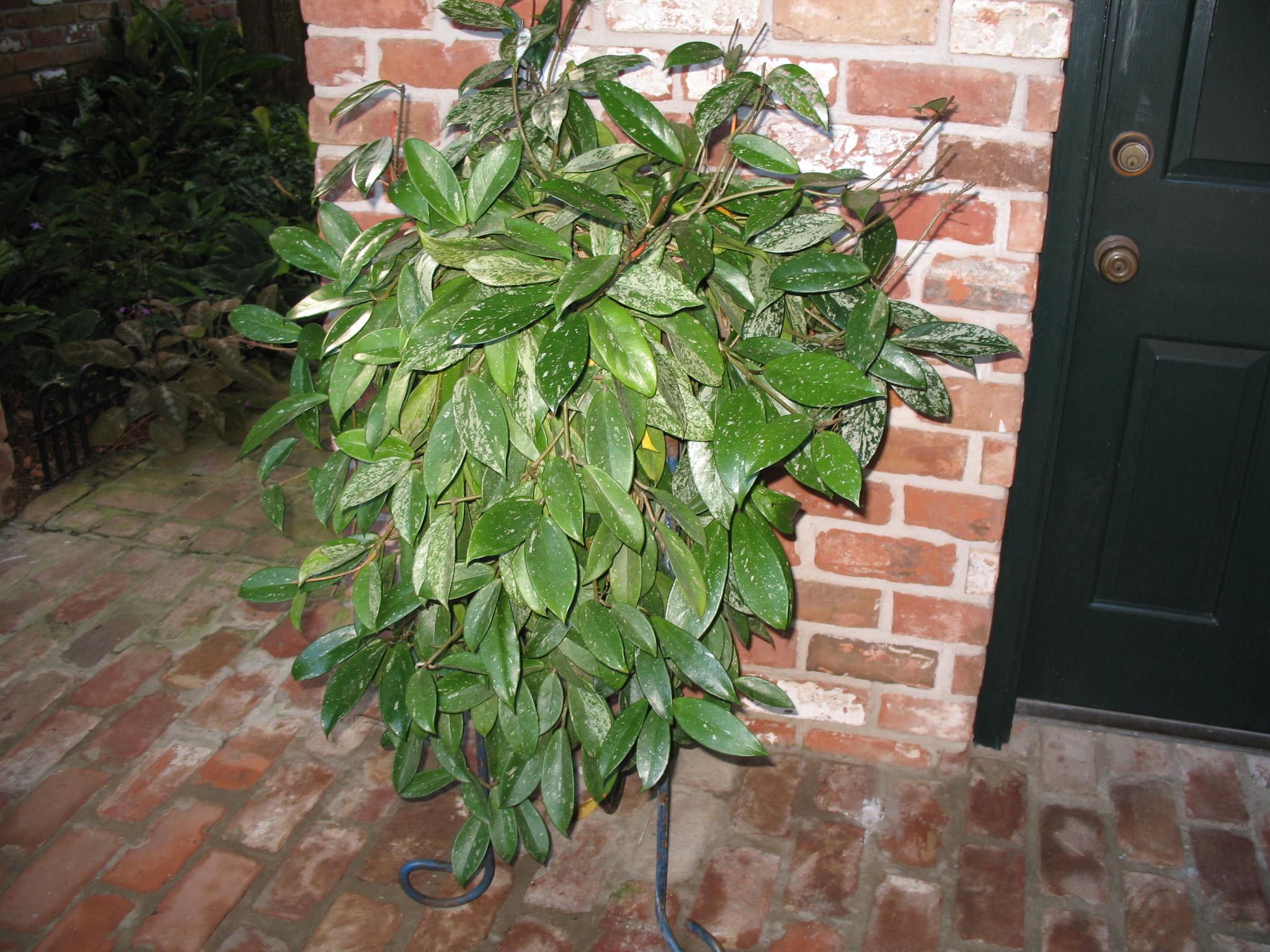 Hoya carnosa / Hoya carnosa