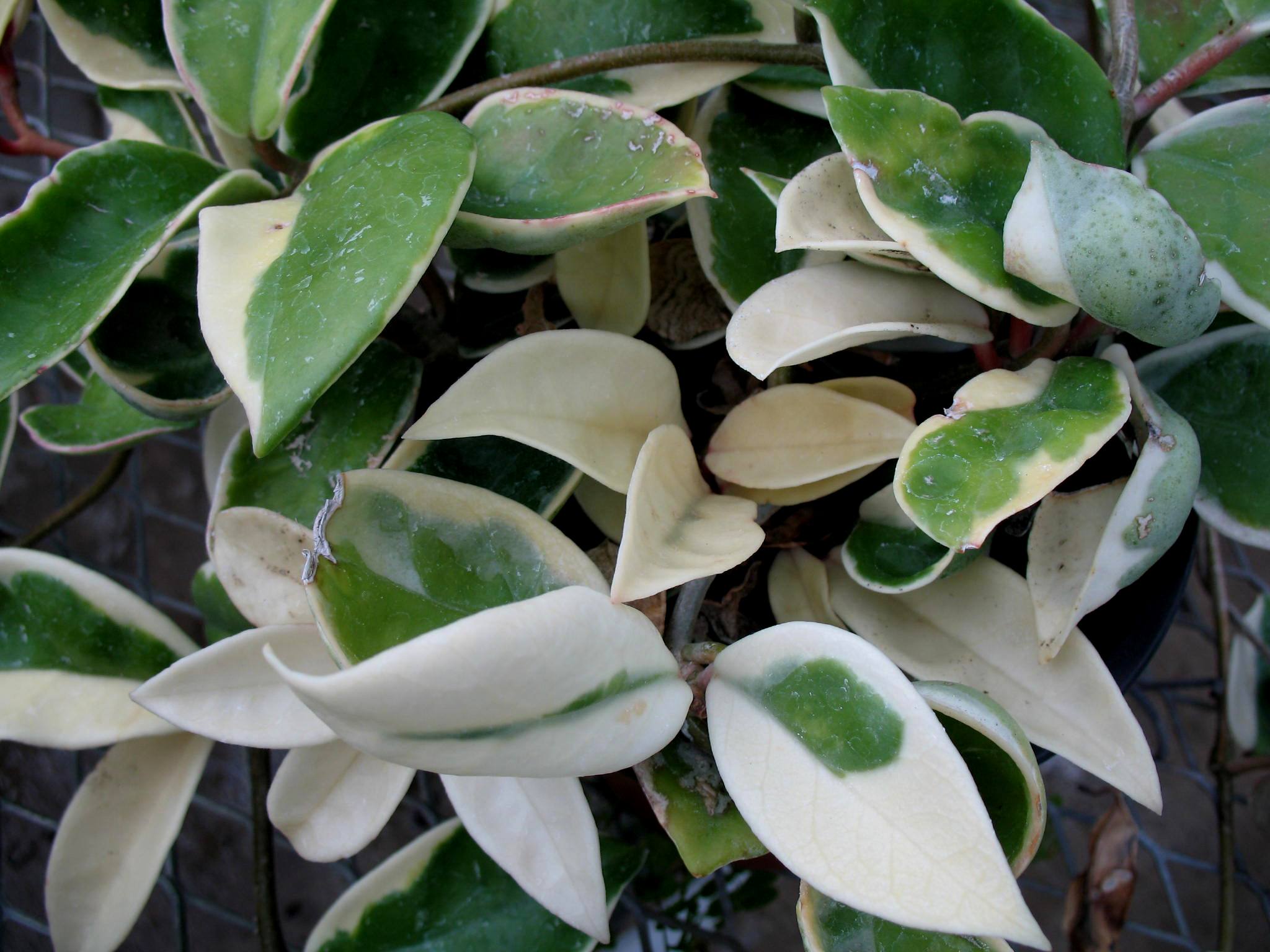 Hoya carnosa 'Exotica'  / Exotic Hoya