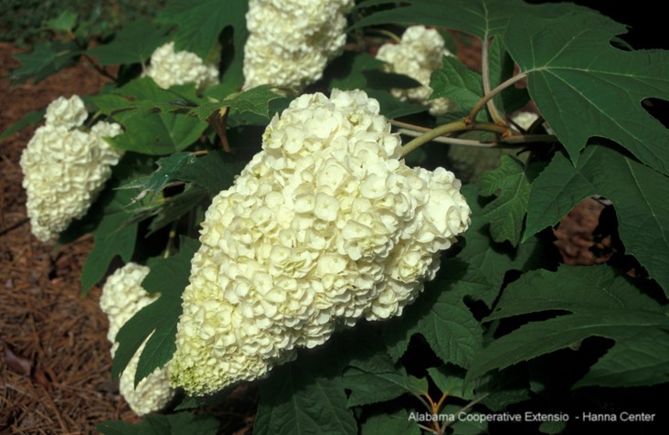 Hydrangea quercifolia 'Harmony' / Hydrangea quercifolia 'Harmony'