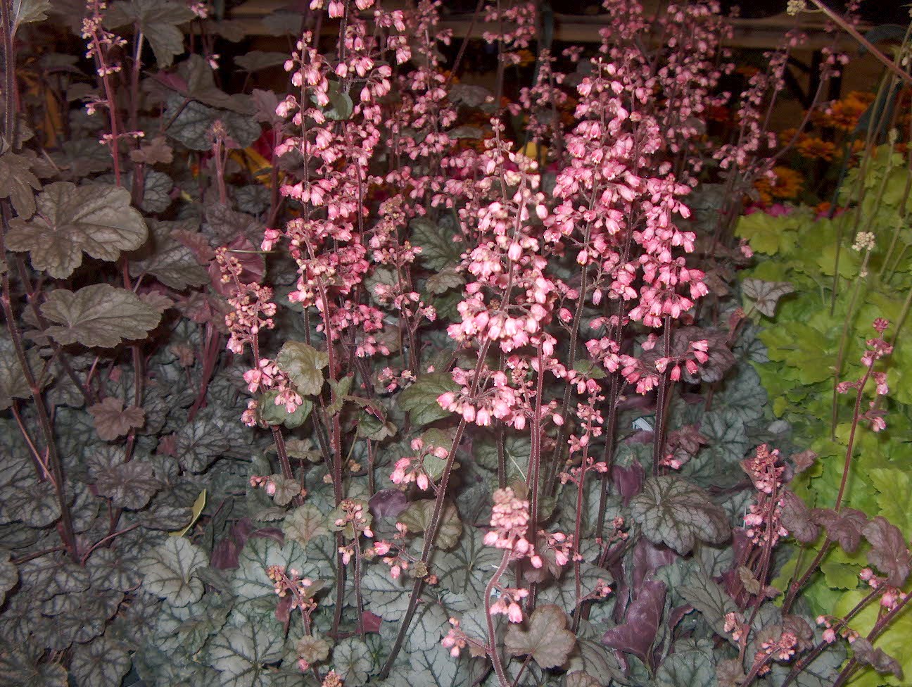 Heuchera x regina 'Coral Bells' / Coral Bells Heuchera