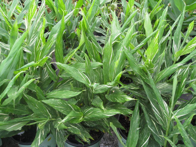 Hedychium 'Vanilla Ice' / Vanilla Ice Hedychium