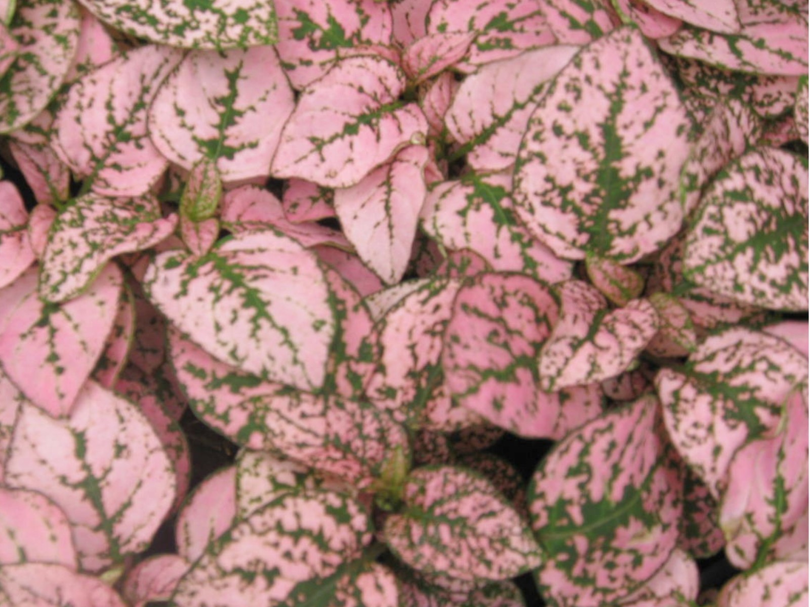 Hypoestes phyllostachya / Polka Dot Plant