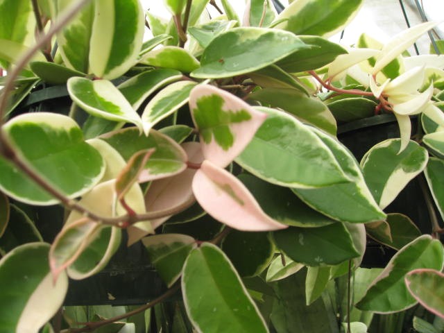 Hoya carnosa II / Wax Plant