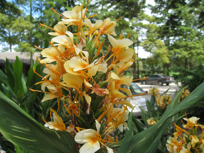 Hedychium 'Tahitian Flame'  / Tahitian Flame Ginger