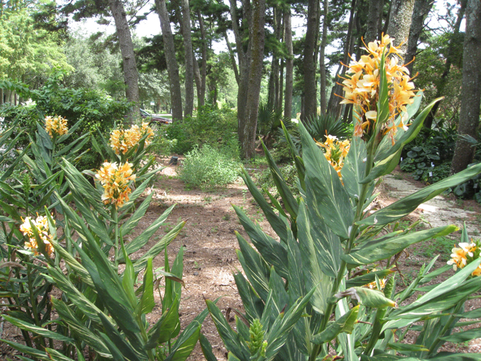 Hedychium 'Dr. Moy'   / Hedychium 'Dr. Moy'  