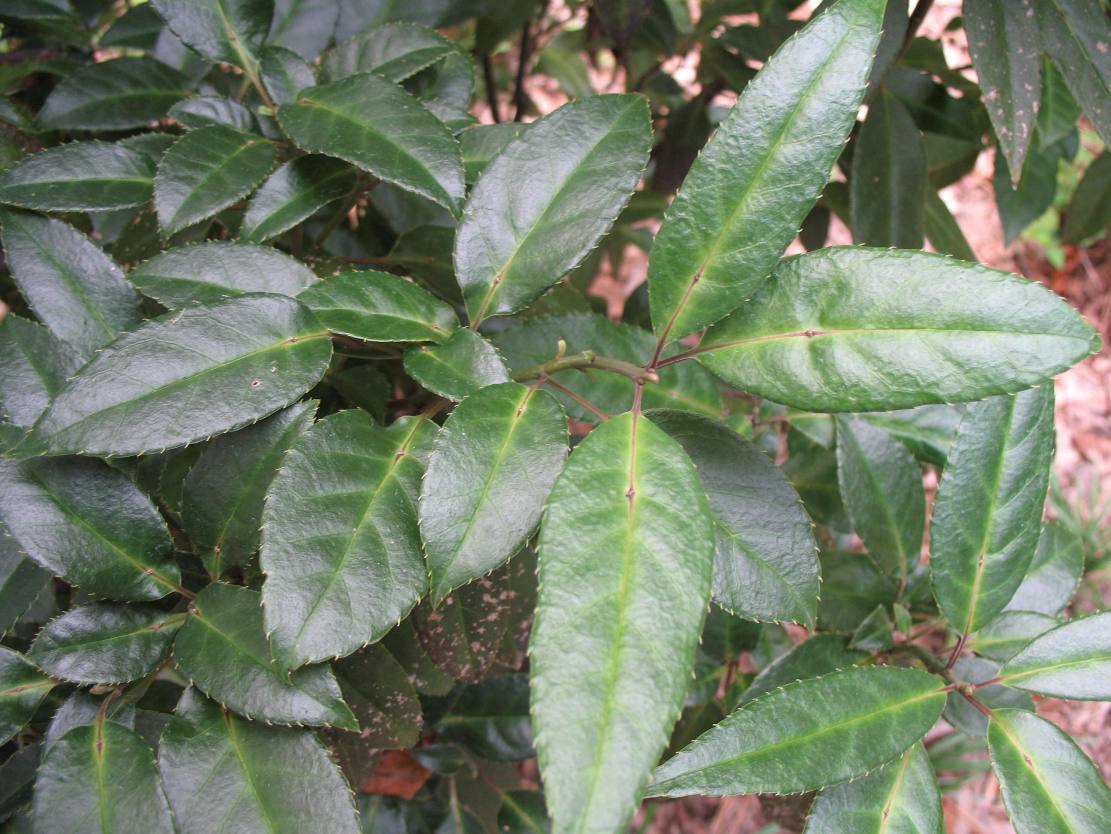 Helwingia chinensis  / Helwingia