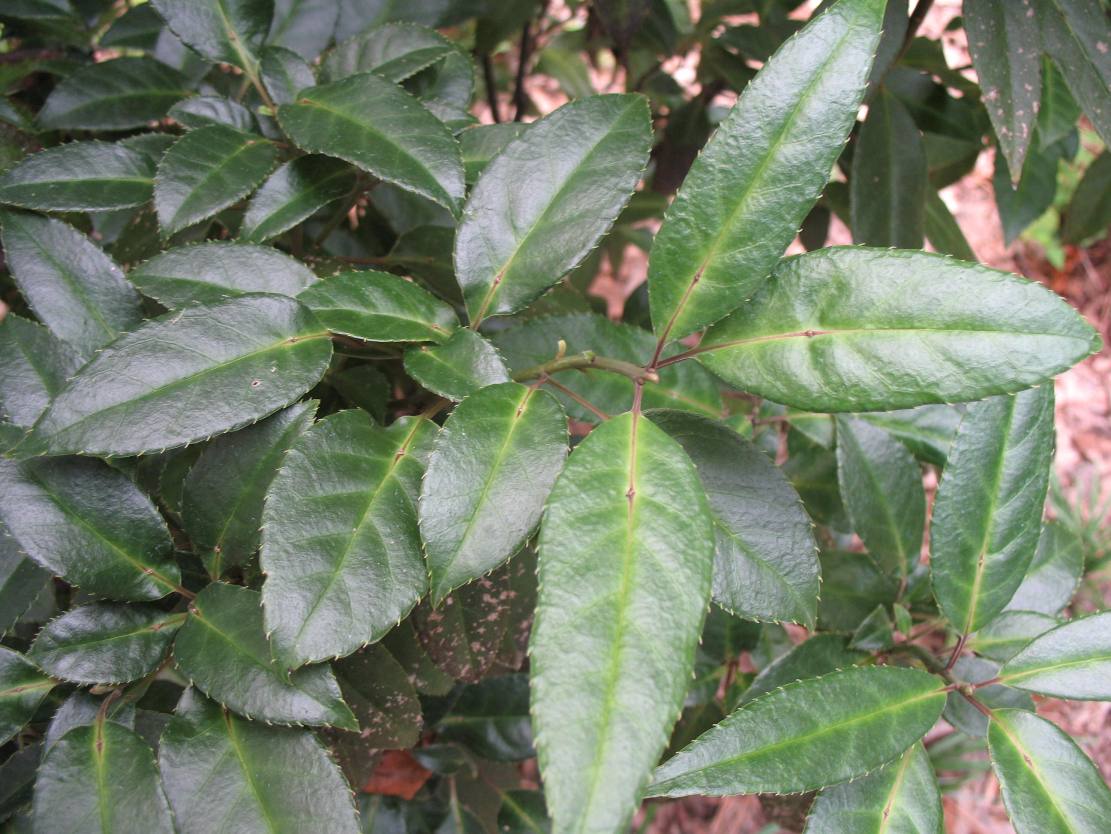 Helwingia chinensis  / Helwingia chinensis 