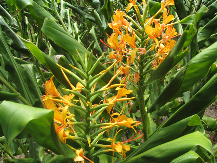 Hedychium 'Anne Bishop' / Ann Bishop Ginger