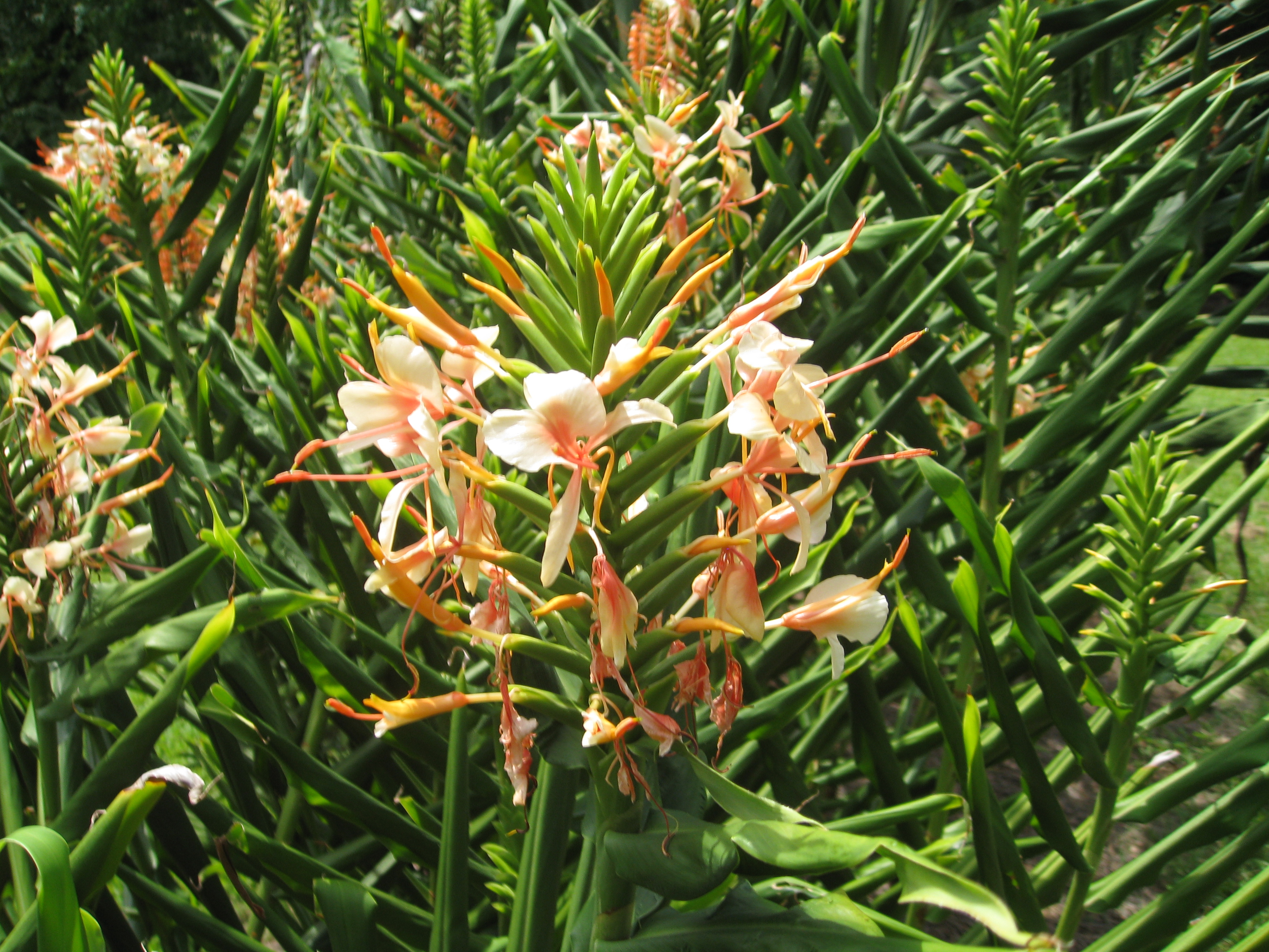 Hedychium 'Tai Couch Pink' / Hedychium 'Tai Couch Pink'